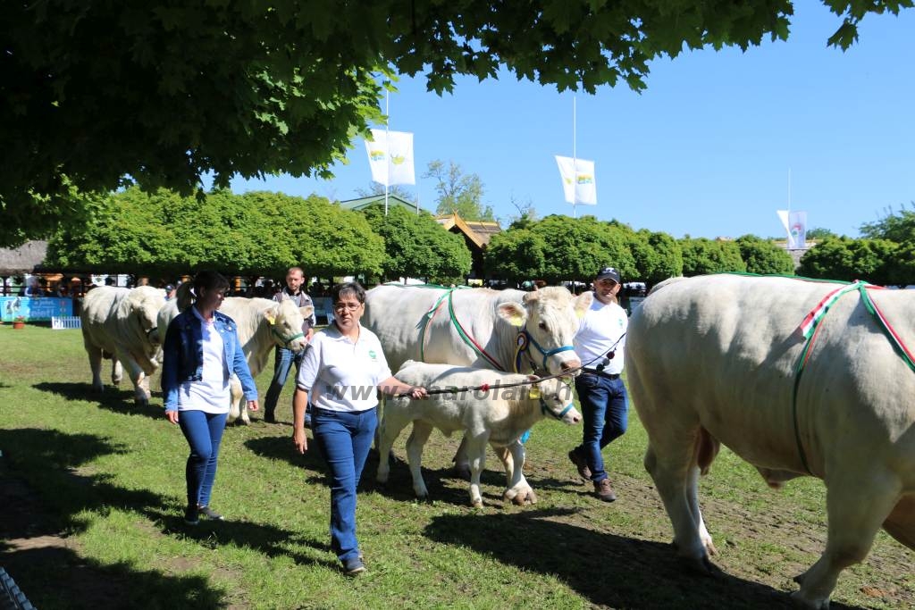 Hódmezővásárhely 2019