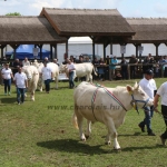 Hódmezővásárhely 2019