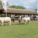 Hódmezővásárhely 2019