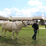 Hódmezővásárhely 2019