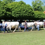 Hódmezővásárhely 2019