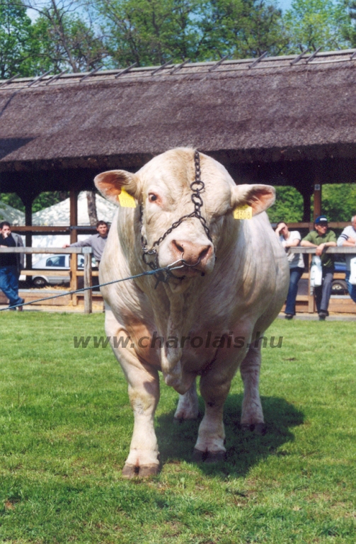 Hódmezõvásárhely 2004.