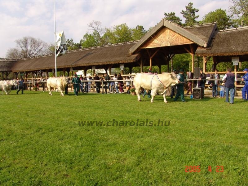 Hódmezõvásárhely 2005