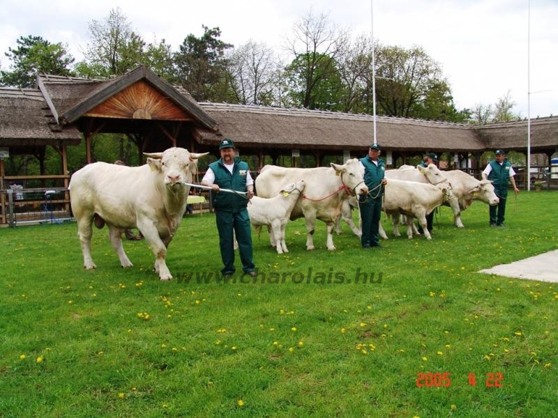 Hódmezõvásárhely 2005