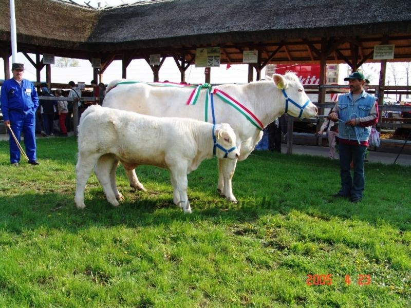 Hódmezõvásárhely 2005
