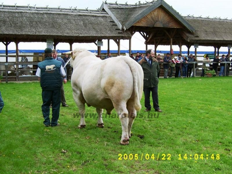Hódmezõvásárhely 2005