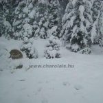 Kanada WCC 2006. nov. 