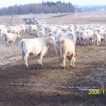 Kanada WCC 2006. nov. 