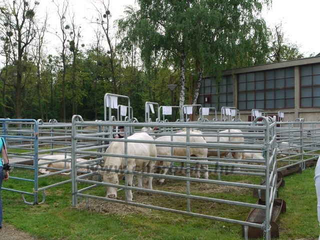 KSTV Gödöll&#245;, 2009-2010
