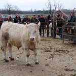 kullemi2015
