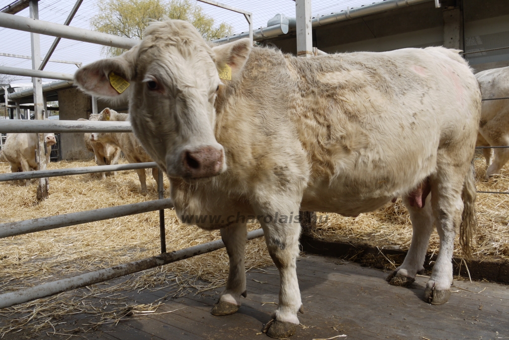 Szemle a Charolais Kft.-ben 2014.