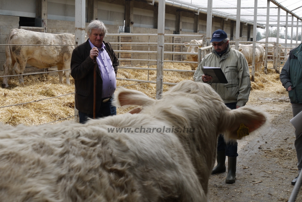 Szemle a Charolais Kft.-ben 2014.