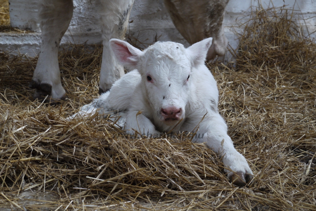 Szemle a Charolais Kft.-ben 2014.