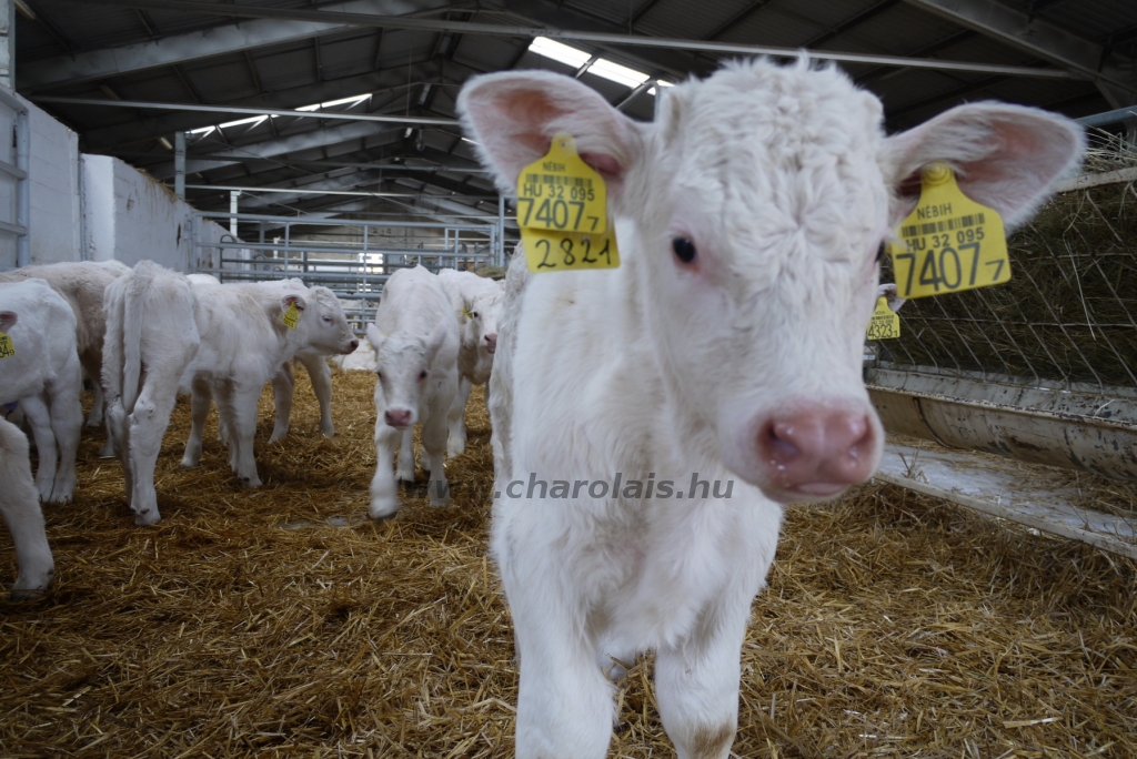 Szemle a Charolais Kft.-ben 2014.