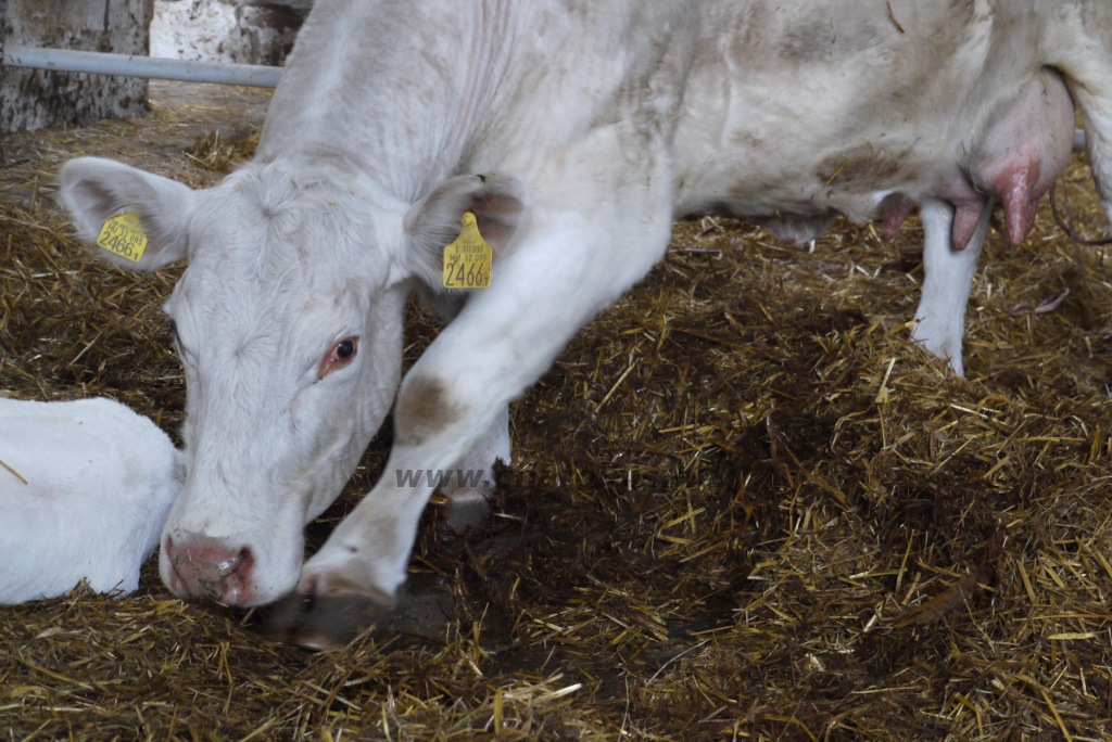 Szemle a Charolais Kft.-ben 2014.