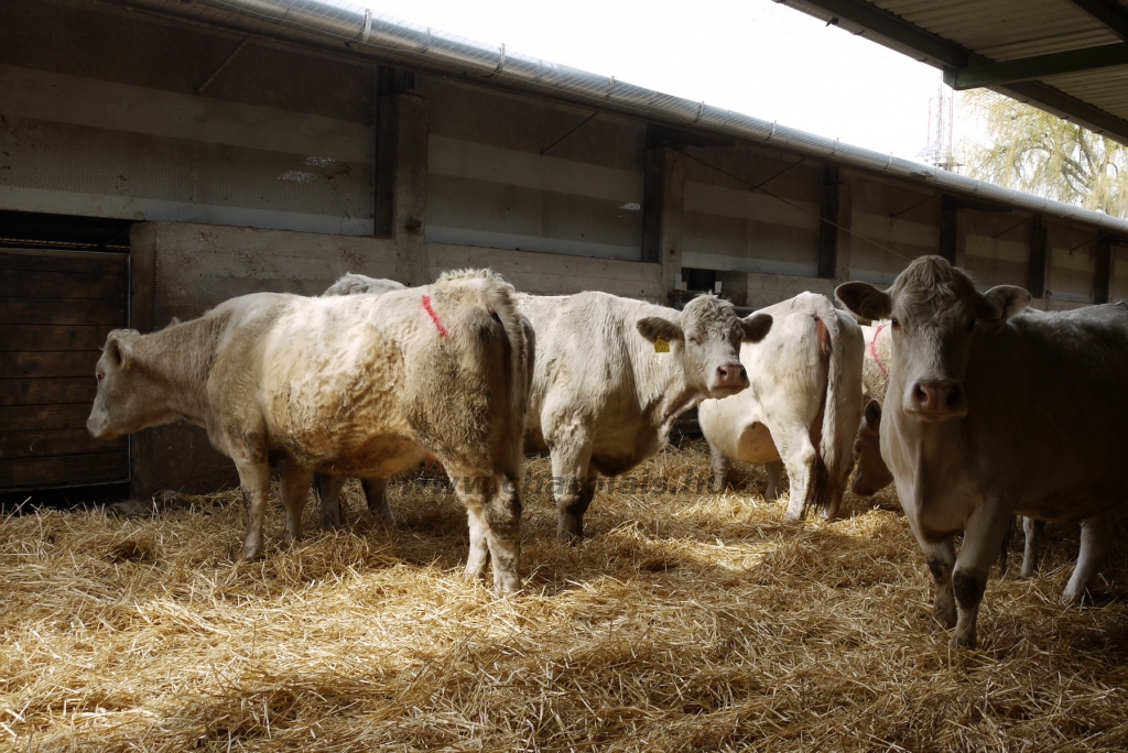 Szemle a Charolais Kft.-ben 2014.