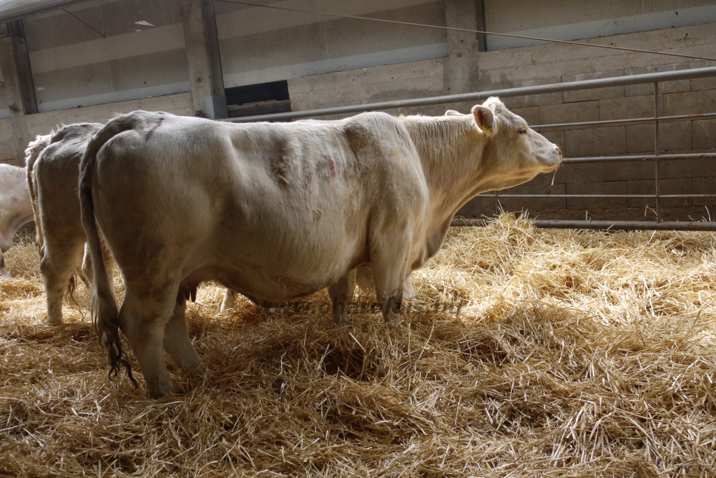 Szemle a Charolais Kft.-ben 2014.