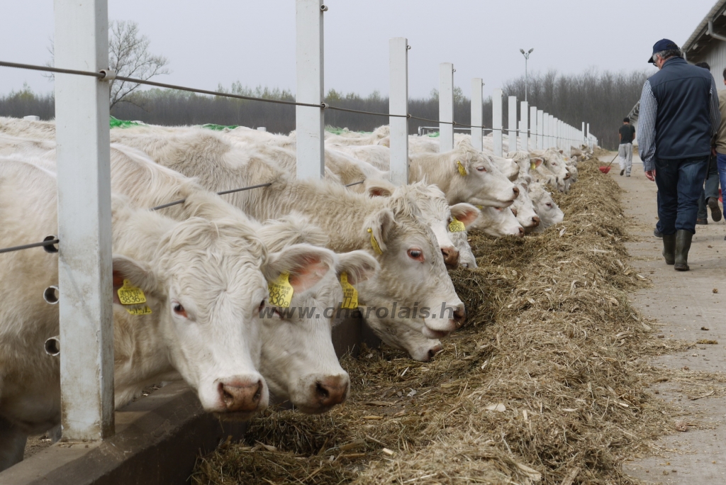 Szemle a Charolais Kft.-ben 2014.