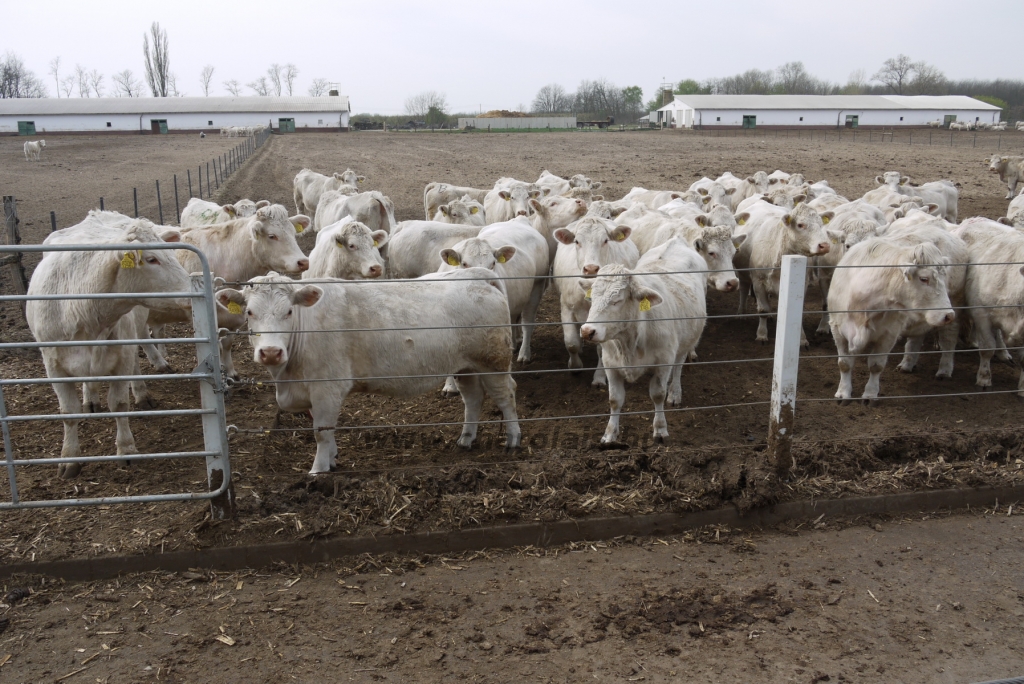 Szemle a Charolais Kft.-ben 2014.