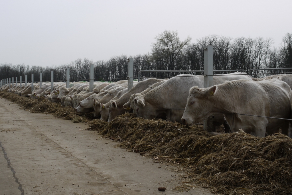 Szemle a Charolais Kft.-ben 2014.