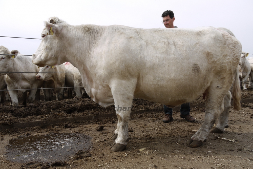 Szemle a Charolais Kft.-ben 2014.