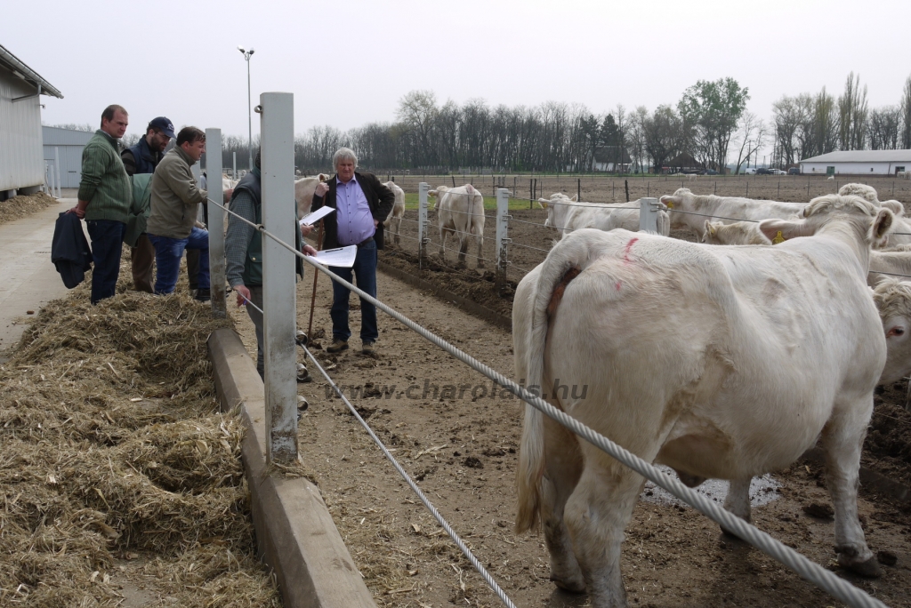 Szemle a Charolais Kft.-ben 2014.