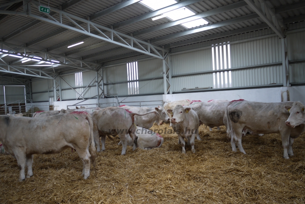 Szemle a Charolais Kft.-ben 2014.