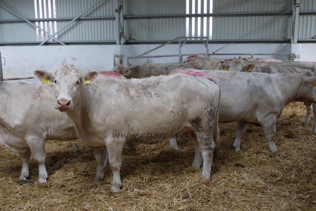 Szemle a Charolais Kft.-ben 2014.