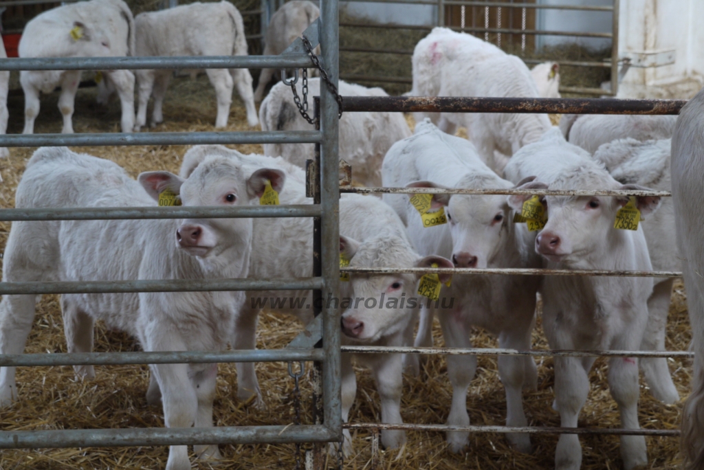 Szemle a Charolais Kft.-ben 2014.