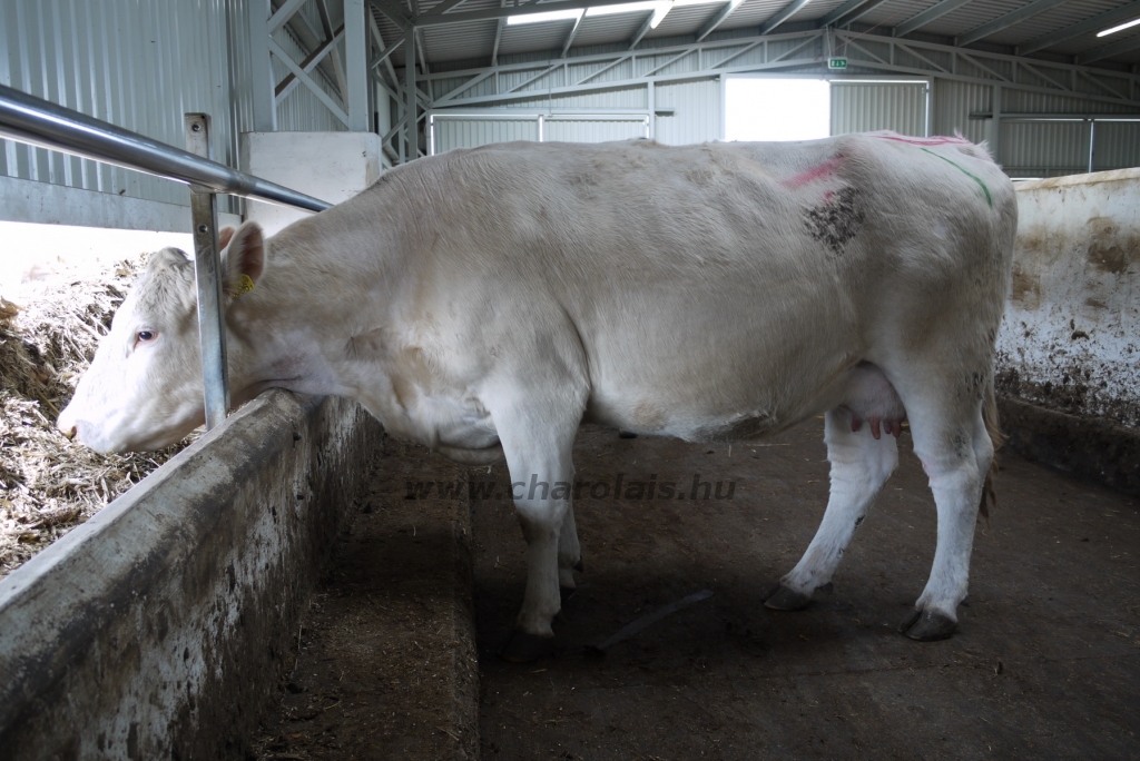 Szemle a Charolais Kft.-ben 2014.