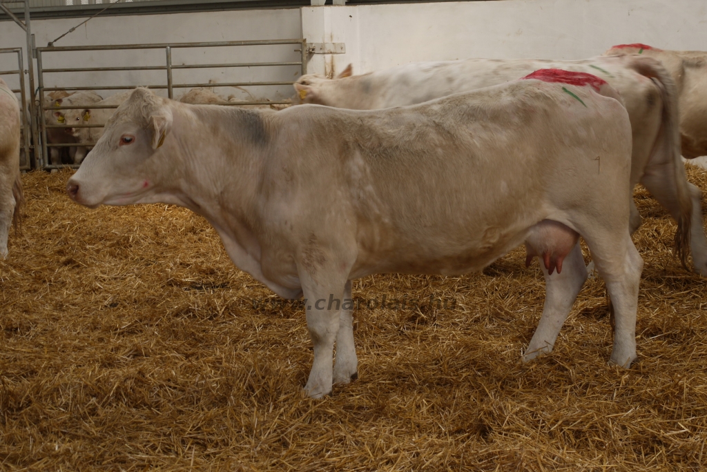 Szemle a Charolais Kft.-ben 2014.