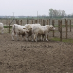 Szemle a Charolais Kft.-ben 2014.