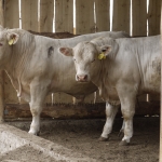 Szemle a Charolais Kft.-ben 2014.