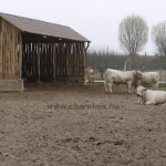 Szemle a Charolais Kft.-ben 2014.