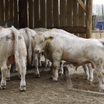 Szemle a Charolais Kft.-ben 2014.