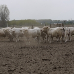 Szemle a Charolais Kft.-ben 2014.