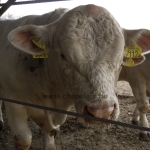 Szemle a Charolais Kft.-ben 2014.
