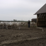 Szemle a Charolais Kft.-ben 2014.