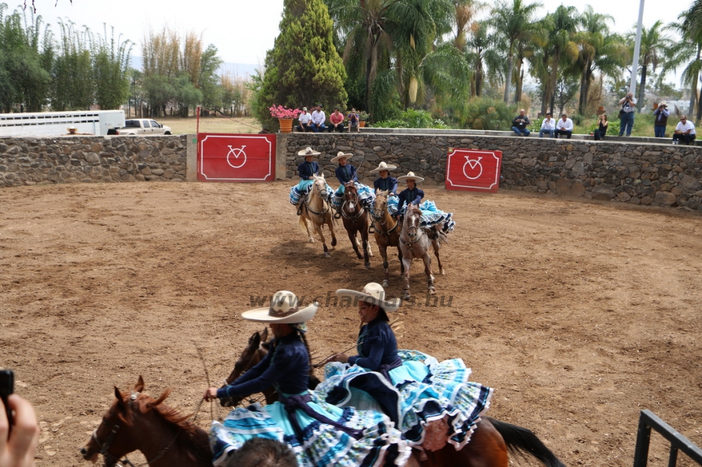 mex16kis