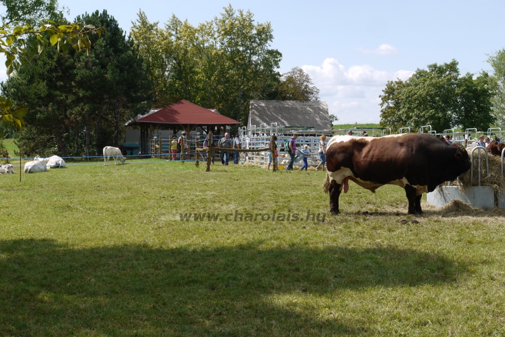 nyitra_2014