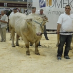 OMÉK 2011