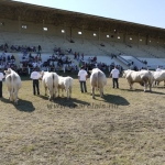 OMÉK 2011
