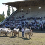 OMÉK 2011