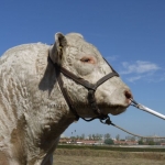 OMÉK 2011