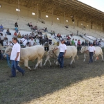 OMÉK 2011