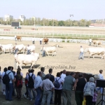 OMÉK 2011