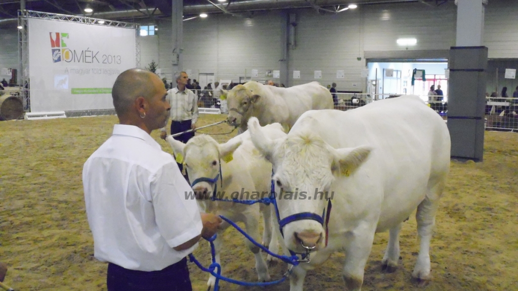 OMÉK 2013 képei