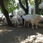 OMÉK 2013 képei