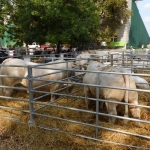 OMÉK 2013 képei