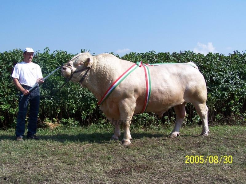 OMÉK 2005. 